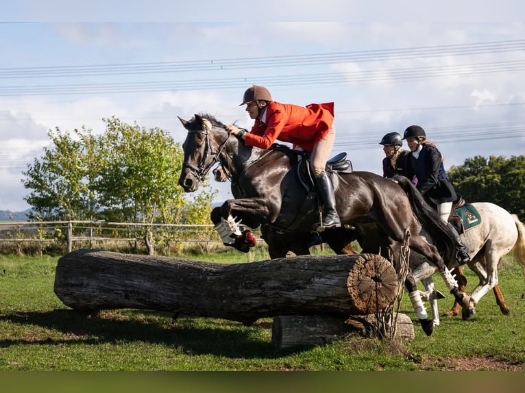 German Trotter Gelding 11 years 16.2 hh Bay-Dark in Bassum