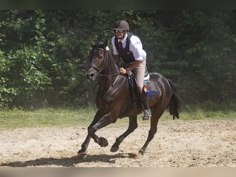 German Trotter Gelding 11 years 16.2 hh Bay-Dark in Bassum