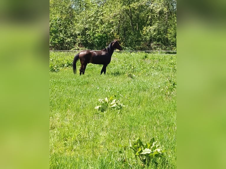 German Trotter Gelding 11 years 16,2 hh Brown in Buchholz in der Nordheide