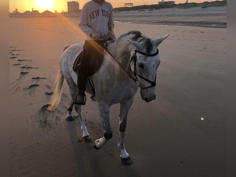 German Trotter Gelding 11 years 16 hh Gray-Fleabitten in Leidschendam