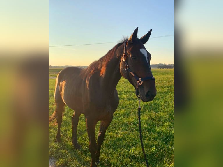 German Trotter Gelding 11 years Bay-Dark in Gerolsbach