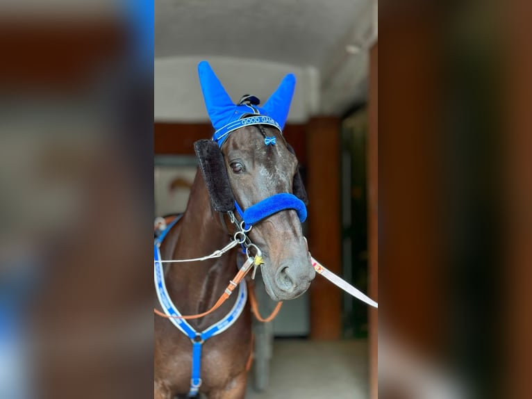 German Trotter Gelding 12 years 15.1 hh Black in Baden