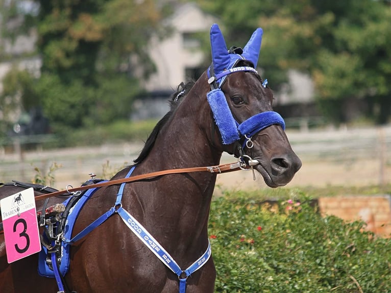 German Trotter Gelding 12 years 15.1 hh Black in Baden
