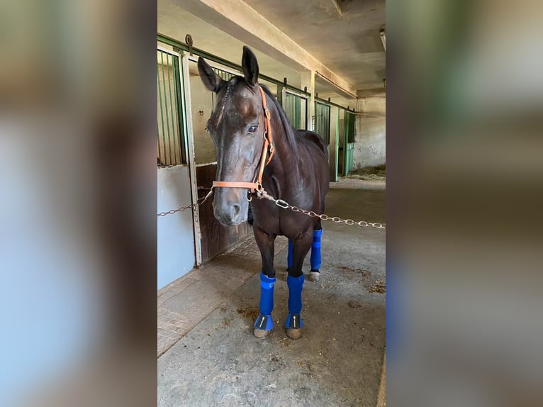 German Trotter Gelding 12 years 15.1 hh Black in Baden