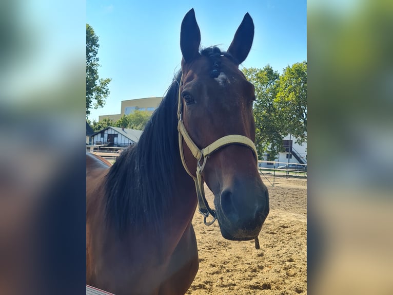 German Trotter Gelding 12 years 15,2 hh Brown in Berlin