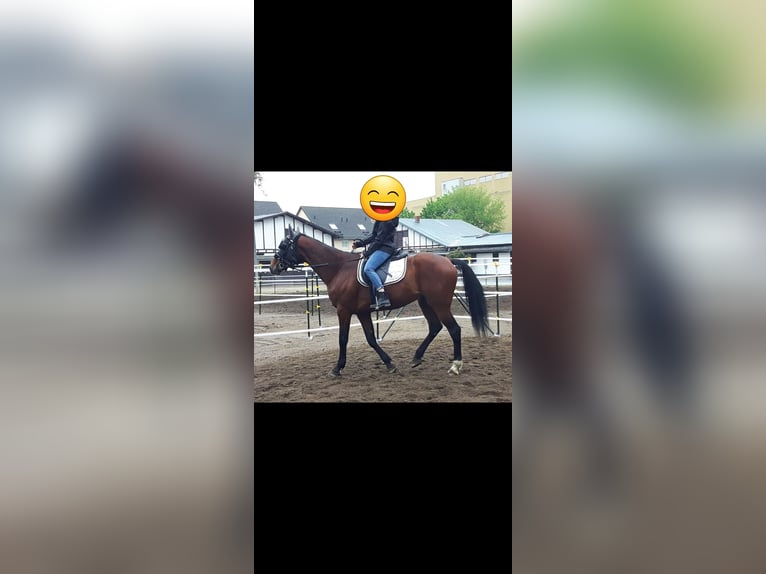 German Trotter Gelding 12 years 15,2 hh Brown in Berlin