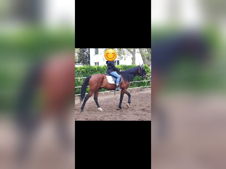 German Trotter Gelding 12 years 15,2 hh Brown in Berlin