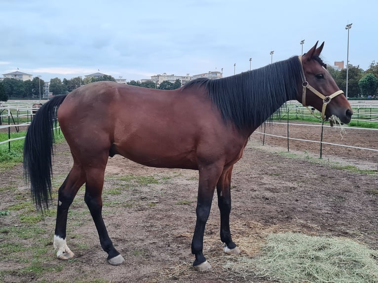 German Trotter Gelding 12 years 15,2 hh Brown in Berlin