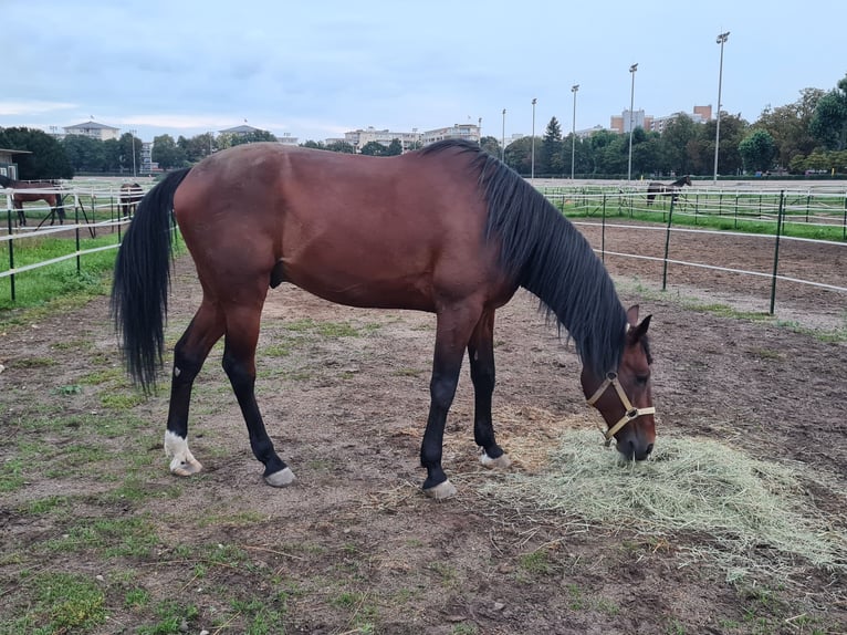 German Trotter Gelding 12 years 15,2 hh Brown in Berlin