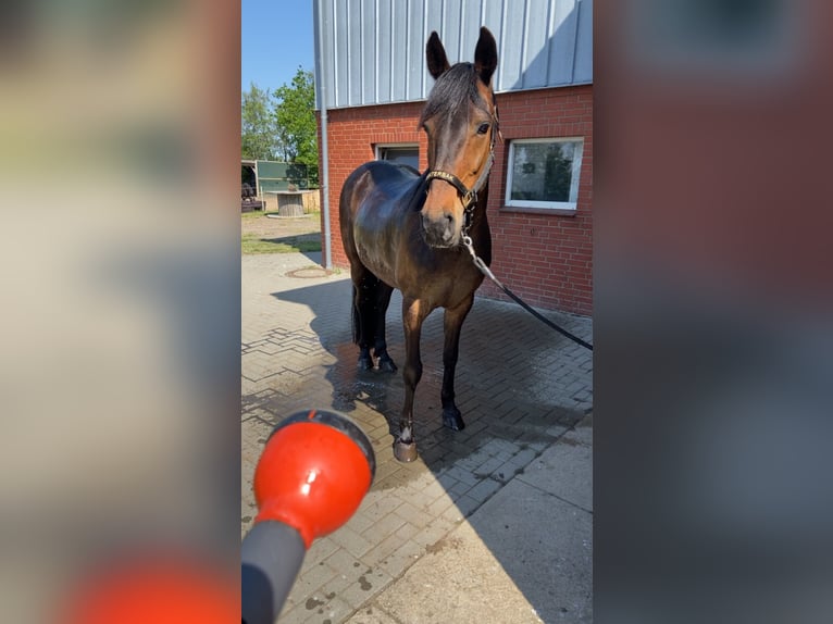 German Trotter Gelding 13 years 16 hh Brown in Breklum