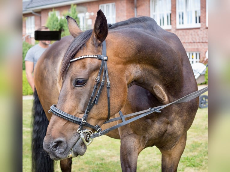 German Trotter Gelding 13 years 16 hh Brown in Breklum