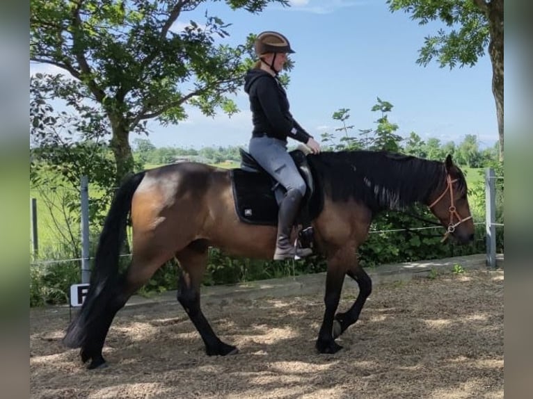 German Trotter Gelding 13 years 16 hh Brown in Breklum