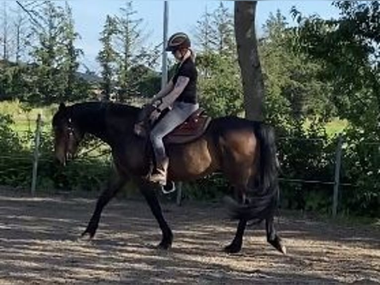 German Trotter Gelding 13 years 16 hh Brown in Breklum