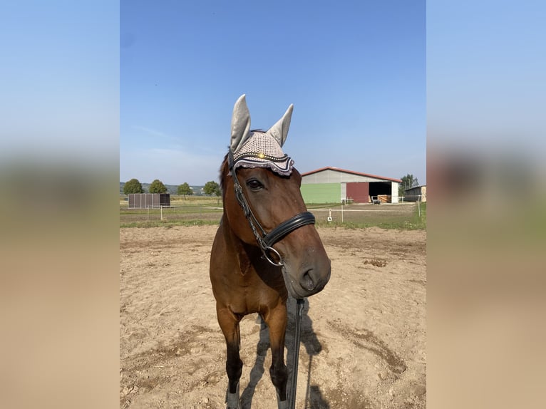 German Trotter Gelding 13 years 16 hh Brown in Naumburg OT Großjena