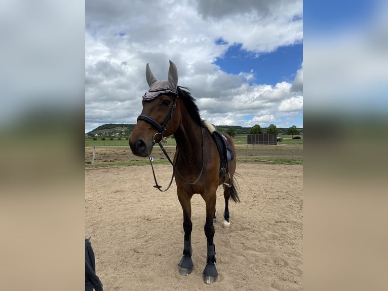 German Trotter Gelding 13 years 16 hh Brown in Naumburg OT Großjena