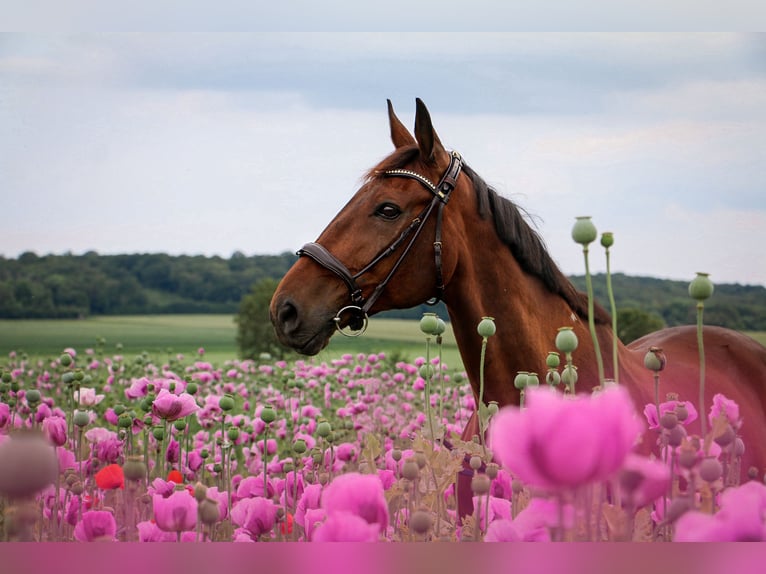 German Trotter Gelding 13 years 16 hh Brown in Naumburg OT Großjena