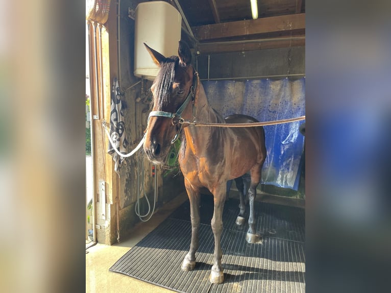 German Trotter Gelding 14 years 15,2 hh Bay-Dark in Bruckm&#xFC;hl