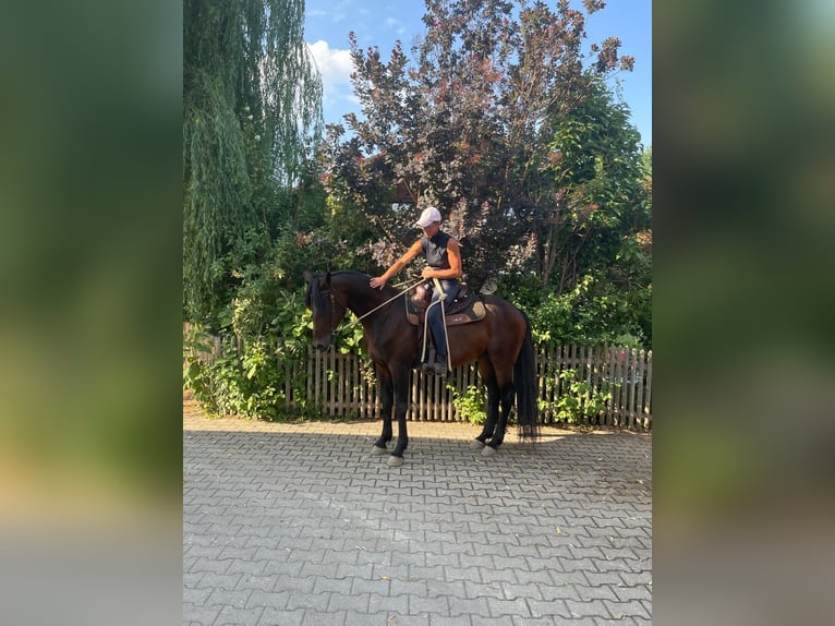 German Trotter Gelding 14 years 15,2 hh Bay-Dark in Bruckm&#xFC;hl