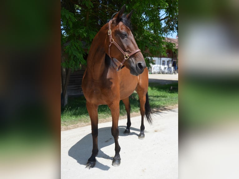 German Trotter Gelding 14 years 15,3 hh Brown in Sauerlach