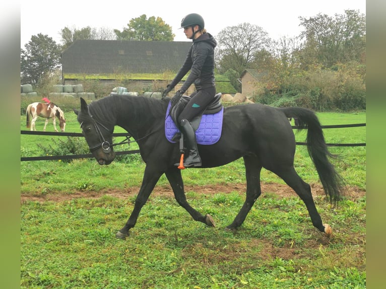 German Trotter Gelding 14 years 16 hh Black in Tolkamer