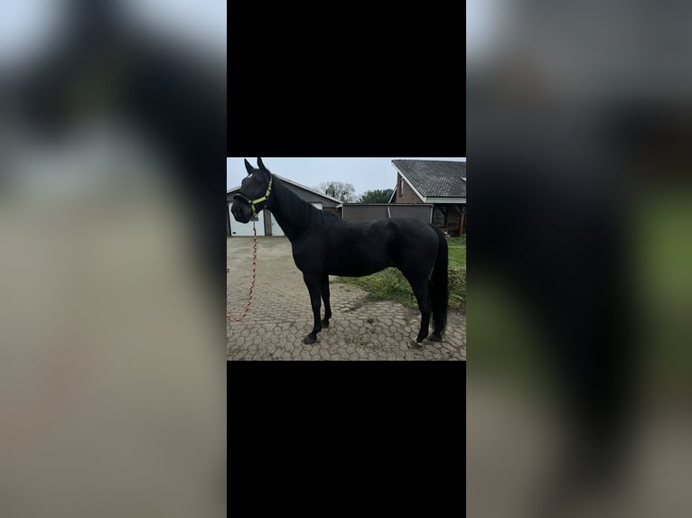 German Trotter Gelding 14 years 16 hh Black in Tolkamer