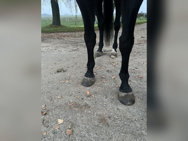 German Trotter Gelding 14 years 16 hh Black in Tolkamer