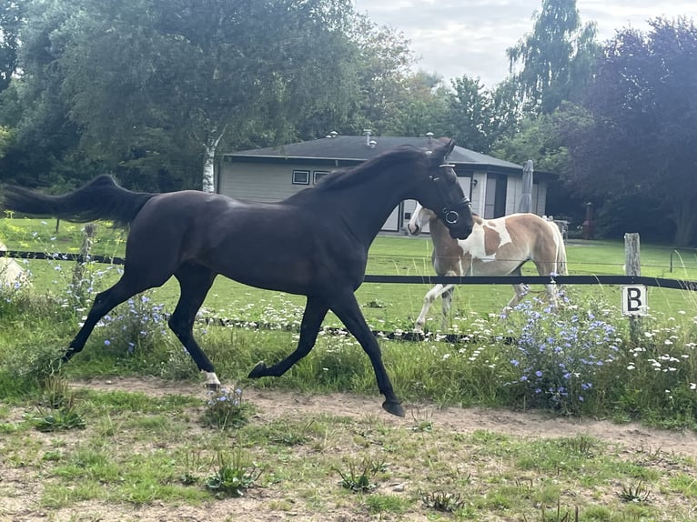 German Trotter Gelding 14 years 16 hh Black in Tolkamer