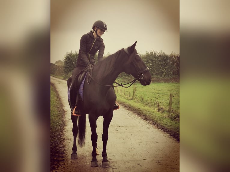 German Trotter Gelding 14 years 16 hh Black in Tolkamer