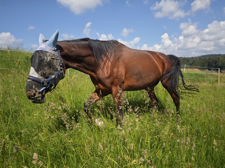 German Trotter Gelding 14 years 17 hh Brown in Hinterschmiding