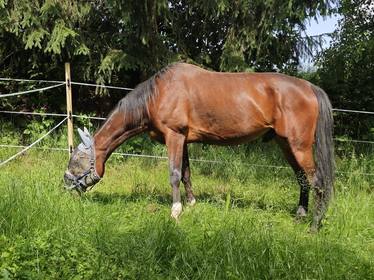 German Trotter Gelding 14 years 17 hh Brown in Hinterschmiding