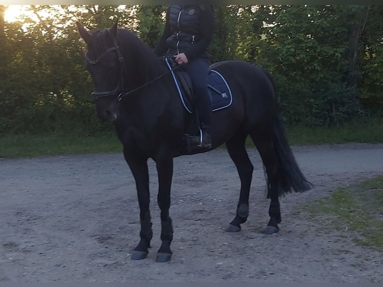 German Trotter Gelding 15 years 14.1 hh Black in Rees