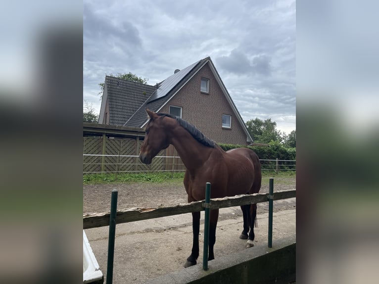 German Trotter Mix Gelding 15 years 16 hh Brown in Bornhöved