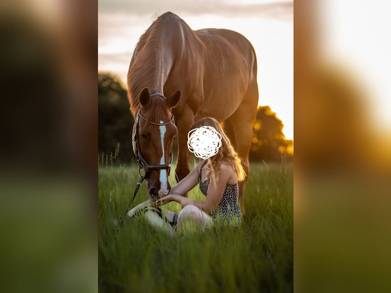 German Trotter Gelding 15 years 16 hh Chestnut-Red in Ziethen