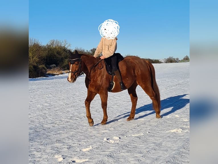 German Trotter Gelding 15 years 16 hh Chestnut-Red in Ziethen