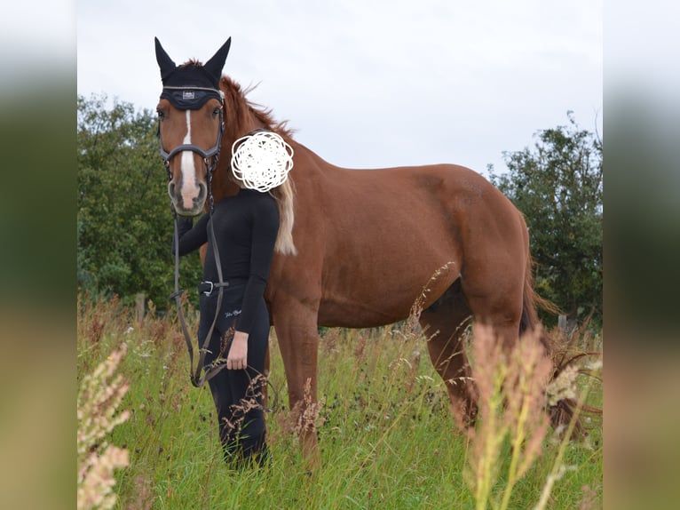 German Trotter Gelding 15 years 16 hh Chestnut-Red in Ziethen