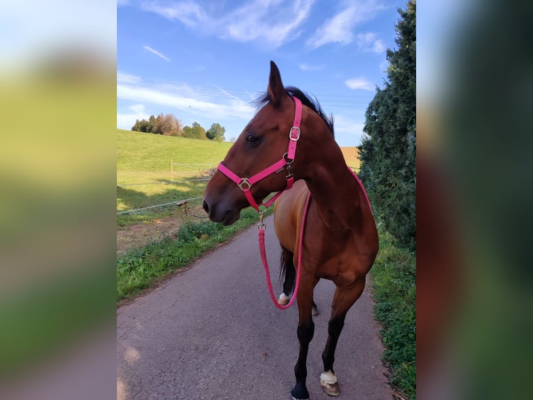 German Trotter Gelding 16 years 15,1 hh Brown in Eppelborn