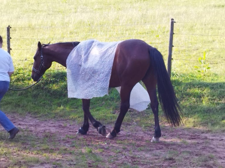 German Trotter Gelding 16 years 15,1 hh Brown in Eppelborn