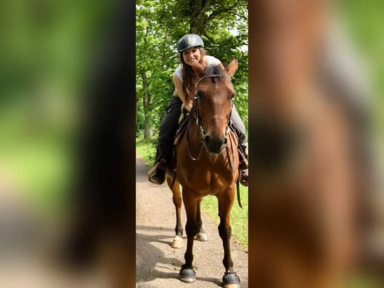 German Trotter Gelding 16 years 15,1 hh Brown in Eppelborn