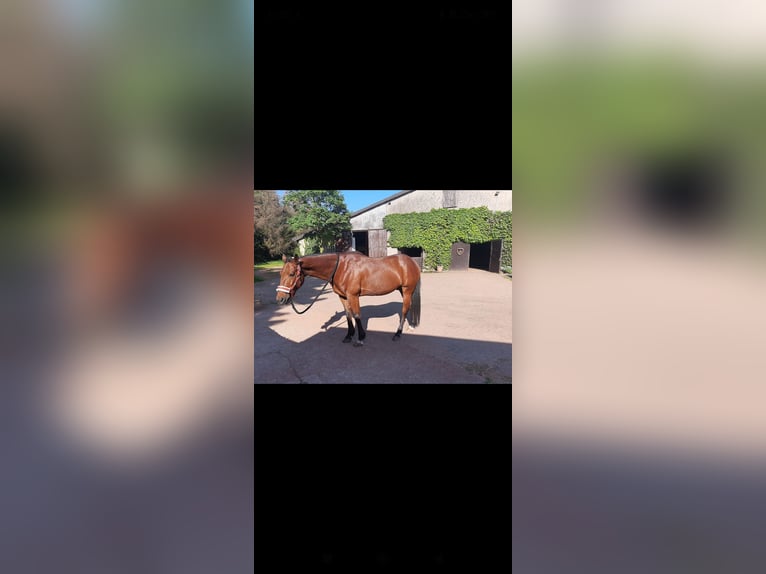 German Trotter Gelding 16 years 15,1 hh Brown in Eppelborn