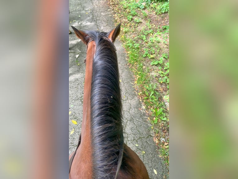 German Trotter Gelding 16 years 15,1 hh Brown in Eppelborn