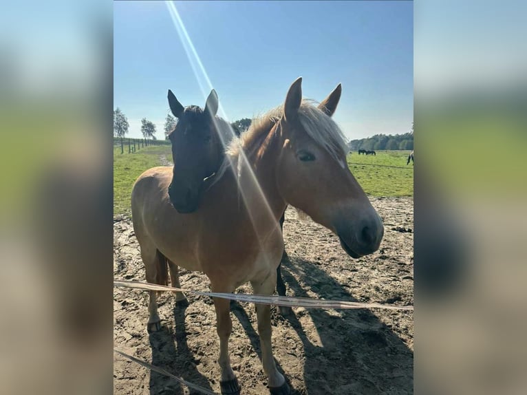 German Trotter Gelding 16 years 16,1 hh Brown in Bassum