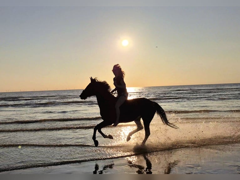 German Trotter Gelding 17 years 15,2 hh Brown in Obdam