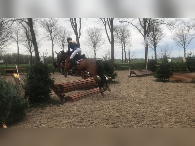 German Trotter Gelding 17 years 15,2 hh Brown in Obdam