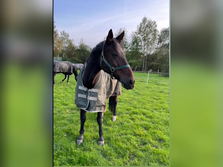 German Trotter Gelding 17 years 16 hh Brown in Marschacht