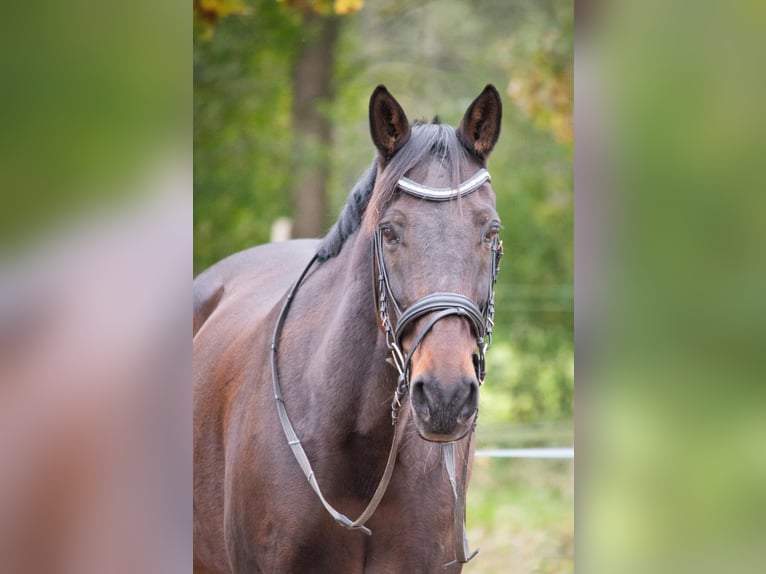 German Trotter Gelding 17 years 16 hh Brown in Marschacht