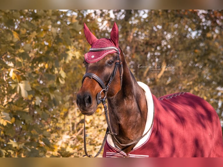 German Trotter Gelding 17 years 16 hh Brown in Marschacht