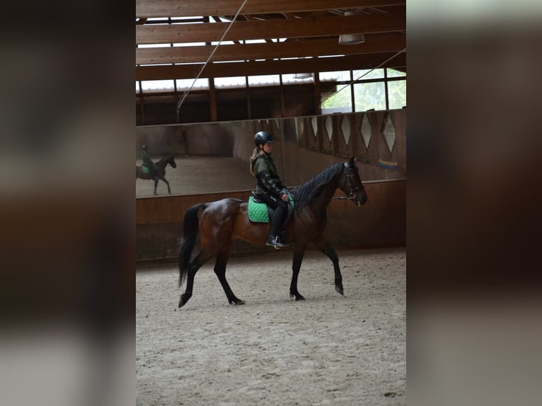 German Trotter Gelding 18 years 15,1 hh Brown in Unterletzen