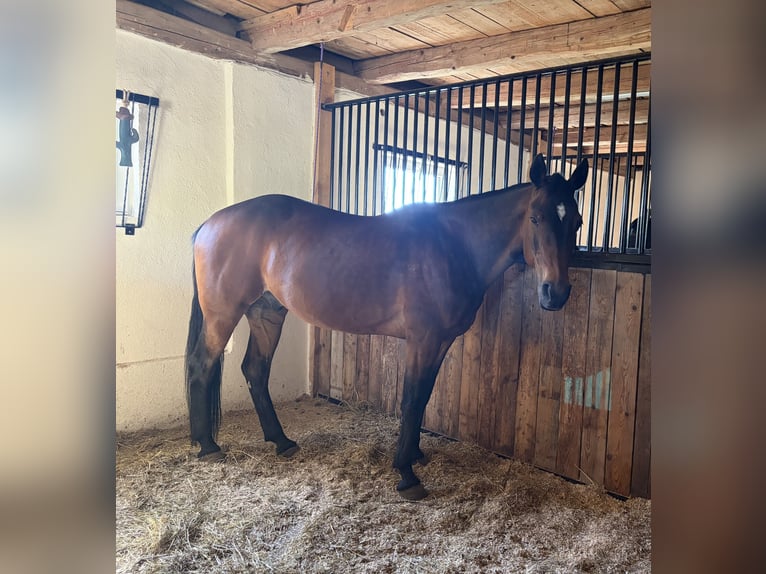 German Trotter Gelding 18 years 15.3 hh Brown in Steubach