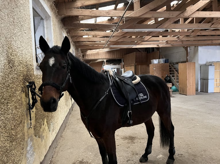 German Trotter Gelding 18 years 15.3 hh Brown in Steubach
