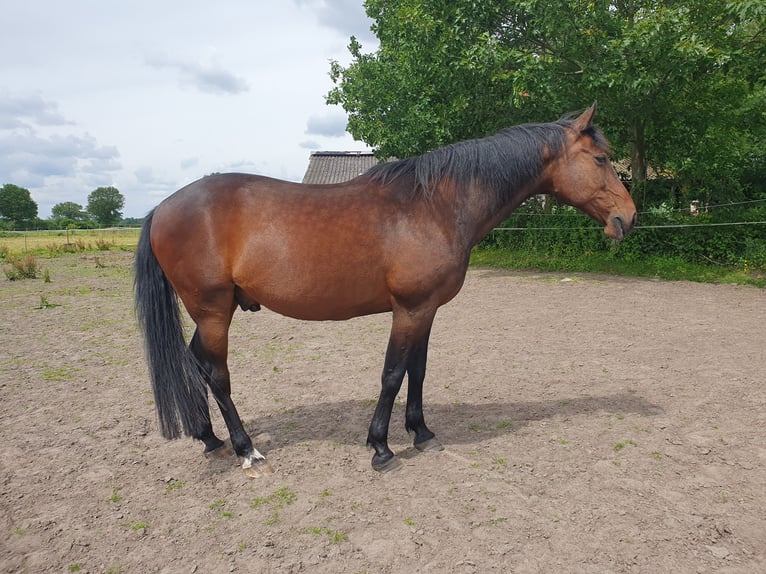 German Trotter Gelding 19 years 15,3 hh in Barmstedt